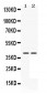 Anti-MEK3 Picoband Antibody